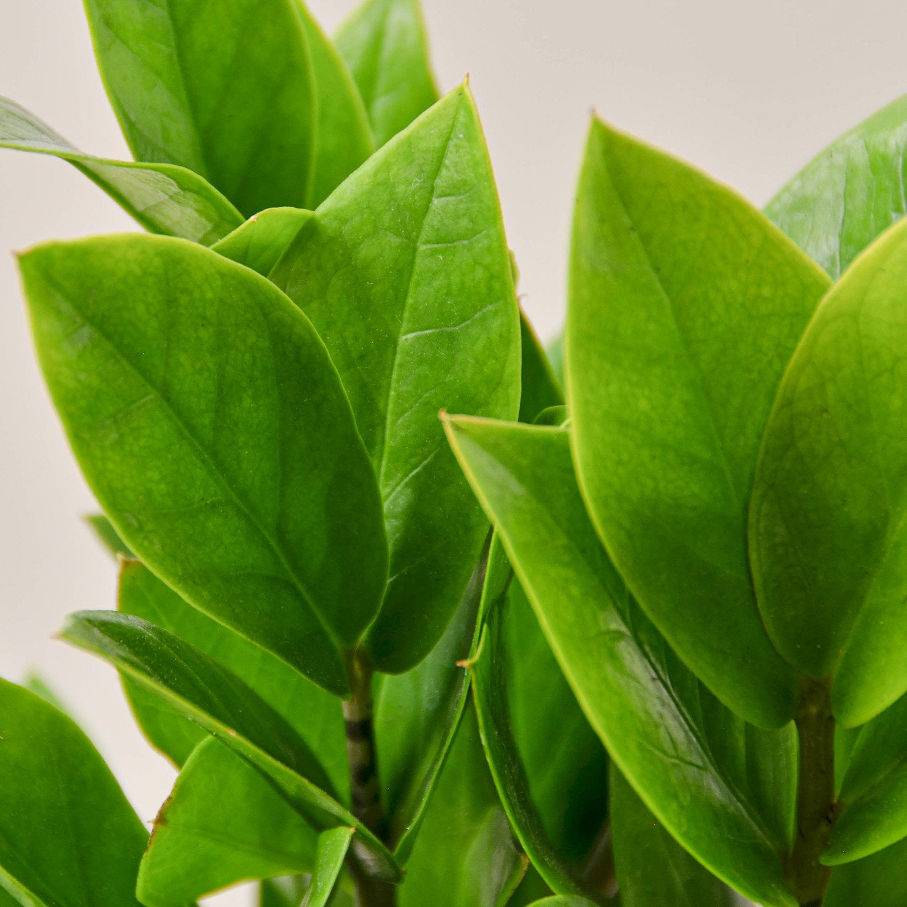 Zamioculcas Zamiifolia ZZ-Plants Planted