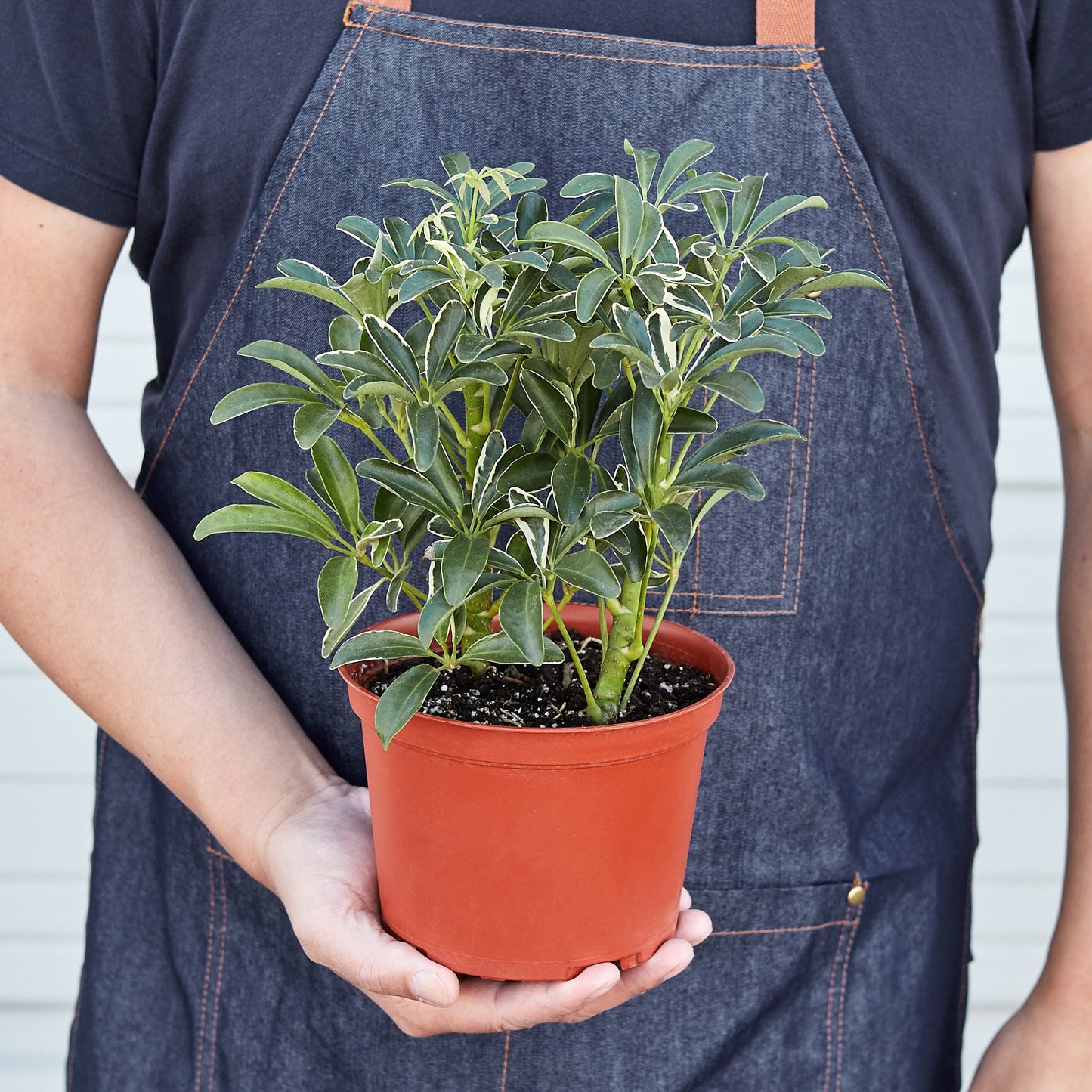 Schefflera Moonlight 'Umbrella Plant'-Plants Planted