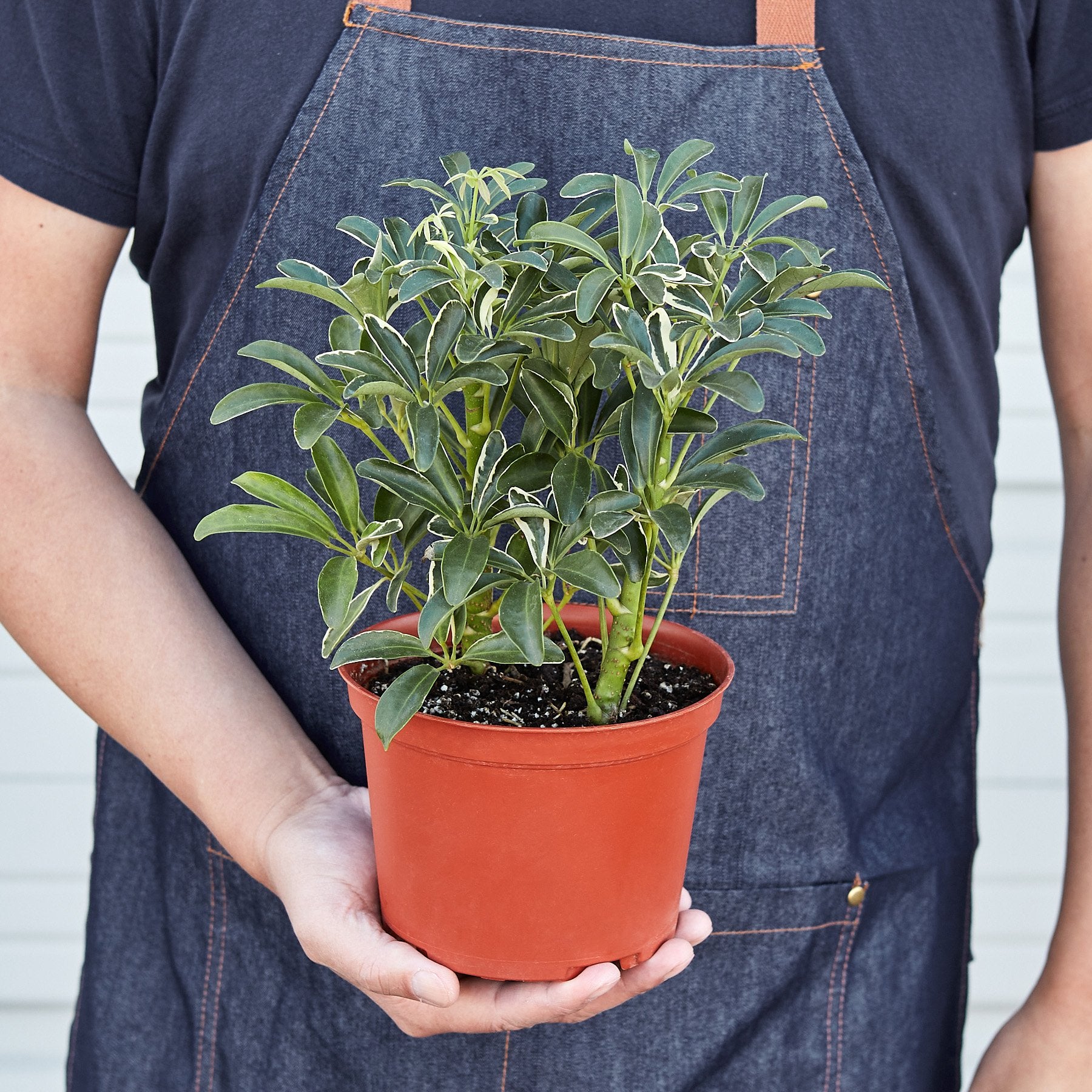 Schefflera Moonlight 'Umbrella Plant'-Plants Planted