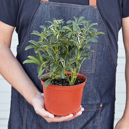 Schefflera Moonlight 'Umbrella Plant'-Plants Planted