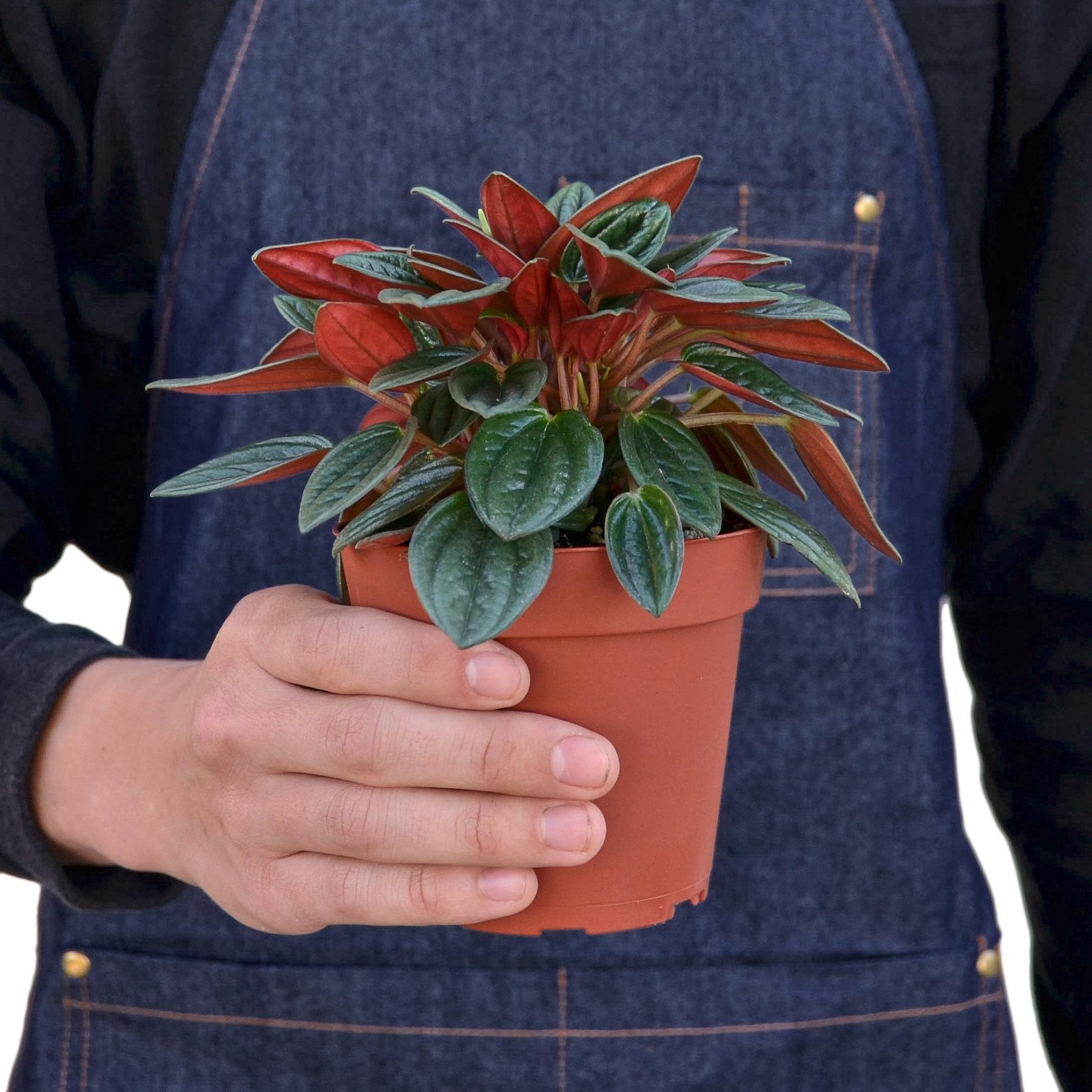 Peperomia Rosso-Plants Planted