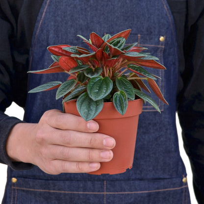 Peperomia Rosso-Plants Planted