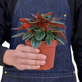 Peperomia Rosso-Plants Planted