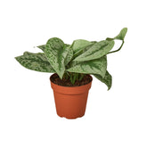 Scindapsus Pictus 'Exotica'-Plants Planted