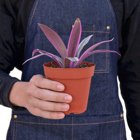Oyster Plant 'Moses in the Cradle'-Plants Planted