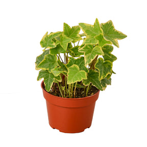 English Ivy Gold Child-Plants Planted