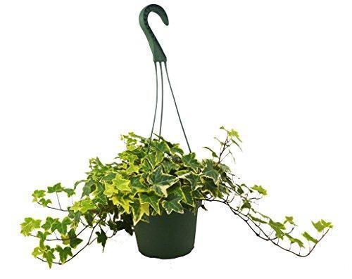 English Ivy Gold Child-Plants Planted