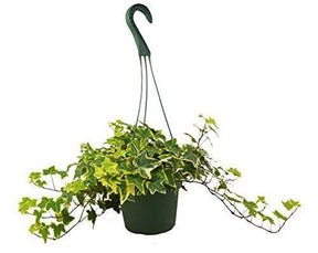 English Ivy Gold Child-Plants Planted