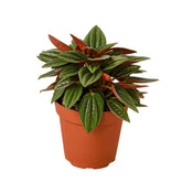 Peperomia Rosso-Plants Planted