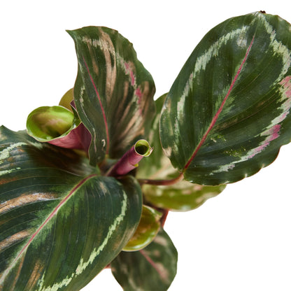 Calathea Roseopicta 'Medallion'-Plants Planted
