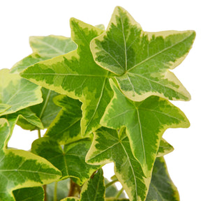 English Ivy Gold Child-Plants Planted