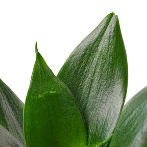 Snake Plant Jade-Plants Planted