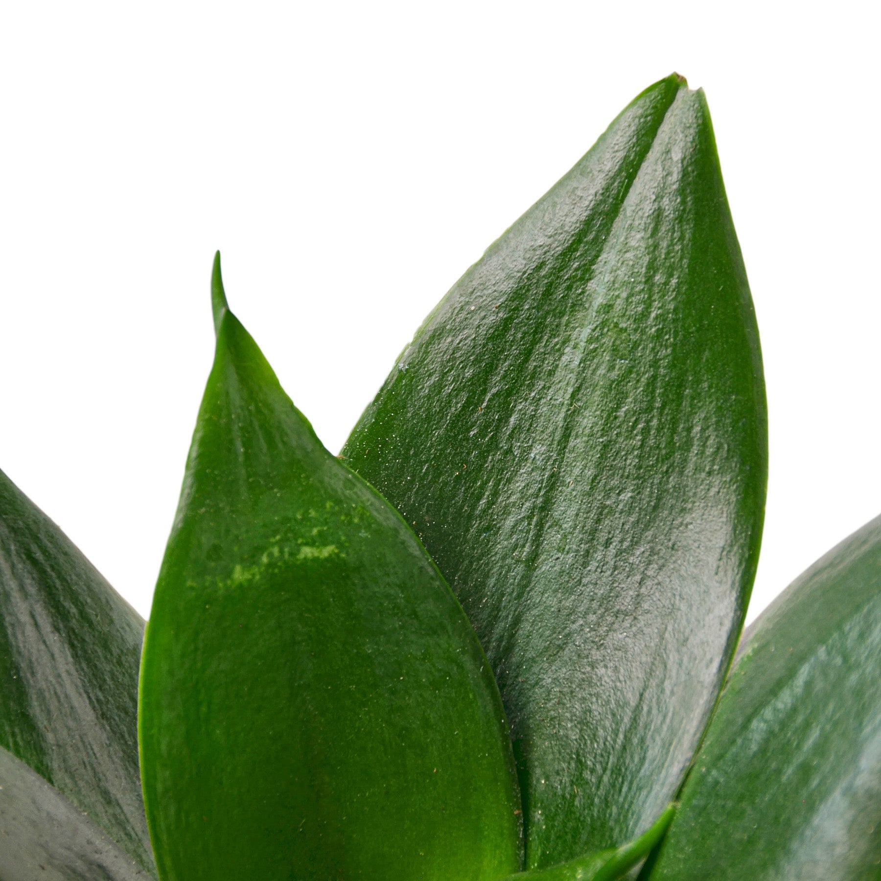 Snake Plant Jade-Plants Planted
