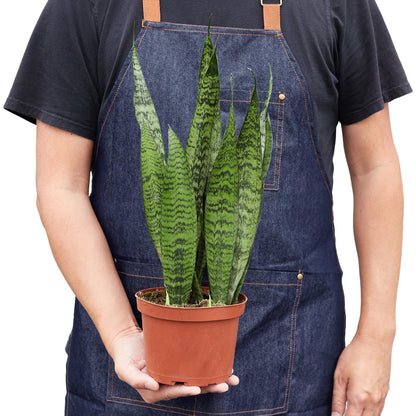 Snake Plant 'Zeylanica'-Plants Planted