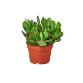 Succulent Crassula 'Jade'-Plants Planted