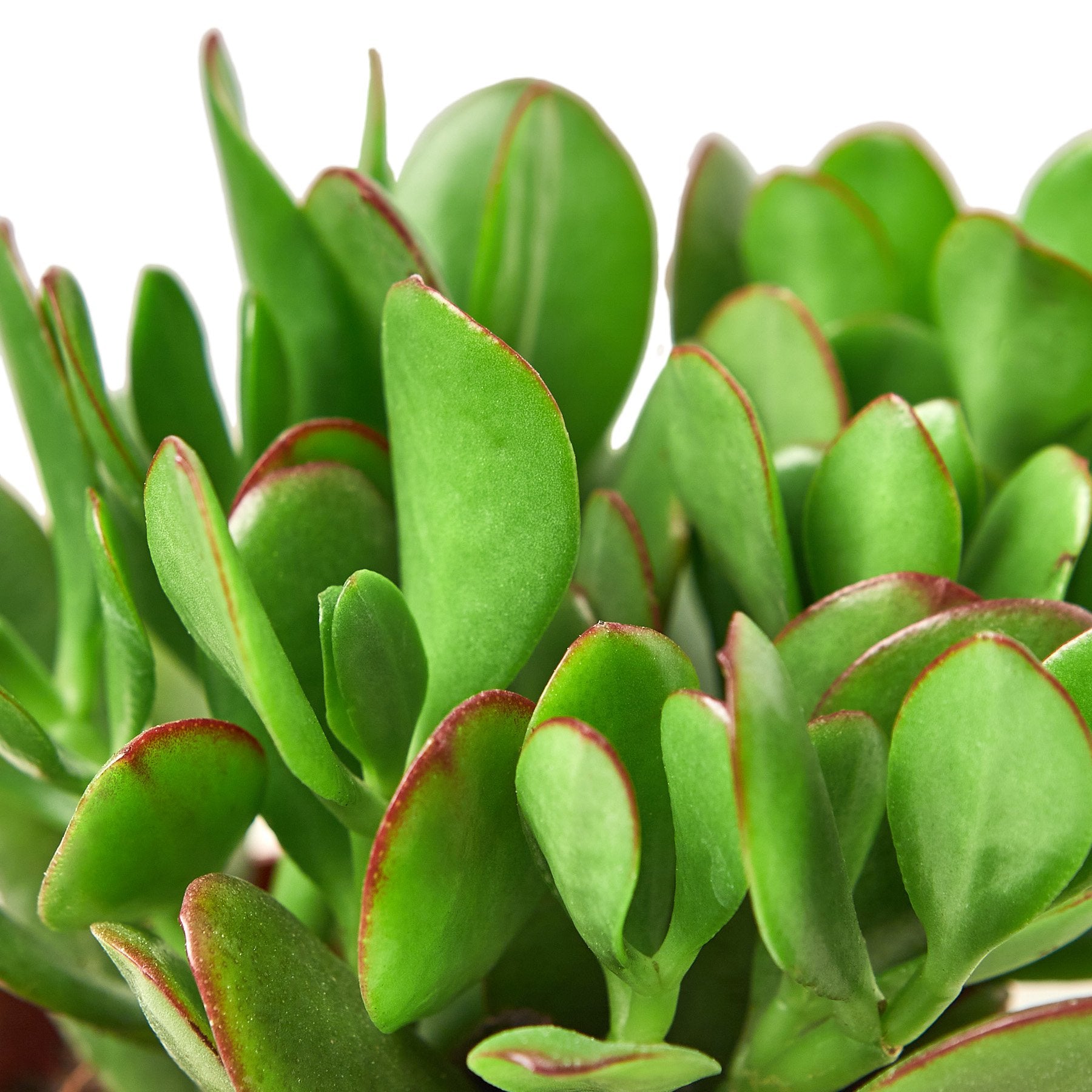 Succulent Crassula 'Jade'-Plants Planted