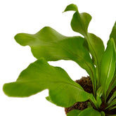 Bird's Nest 'Nidus' Fern-Plants Planted
