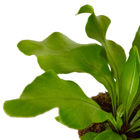 Bird's Nest 'Nidus' Fern-Plants Planted